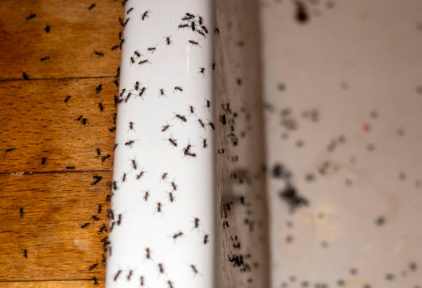 Trusted Stevenson Ranch, CA Pest Control Experts